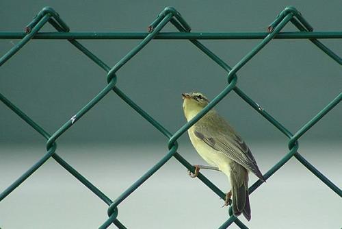 Идеи для забора своими руками. Забор из сетки-рабицы