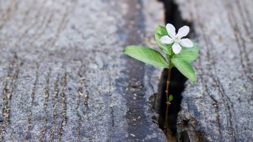 Как избавиться от травы между тротуарной плиткой навсегда. Способы удаления проросшей травы из щелей между тротуарными плитками