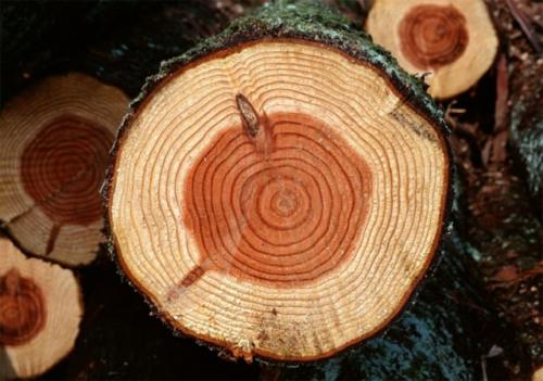 Из чего лучше построить дом для проживания. Какие материалы использовать 03