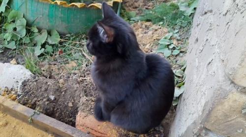 Как женщины могут построить бетонные дорожки самостоятельно. Дорожка из бетона своими руками