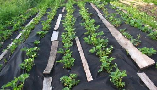 Как на даче сделать халявные дорожки. Из чего сделать дорожки между грядками: 12 популярных решений