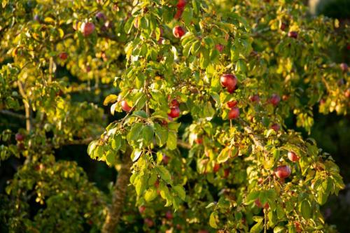 Как определить, что дерево нуждается в стрижке. Когда обрезать деревья: как правильно и в каком месяце лучше