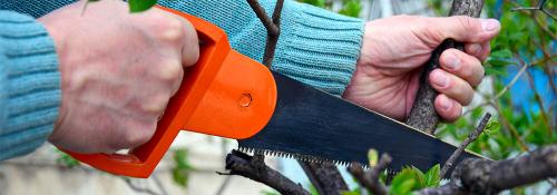 Поводы для стрижки деревьев: основные принципы и правила 09