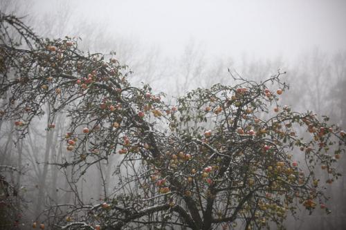 Как определить, что дерево нуждается в стрижке. Когда обрезать деревья: как правильно и в каком месяце лучше