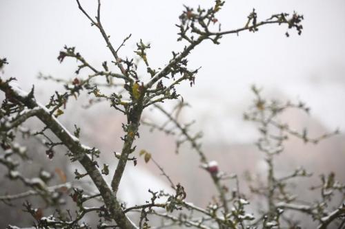 Как определить, что дерево нуждается в стрижке. Когда обрезать деревья: как правильно и в каком месяце лучше