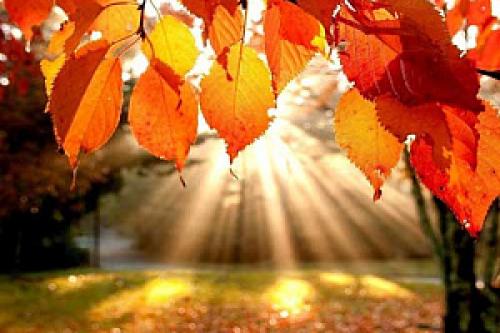 Какие факторы могут повлиять на необходимость стрижки деревьев