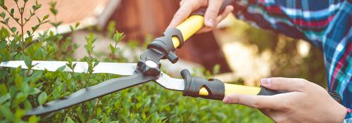 Поводы для стрижки деревьев: основные принципы и правила 07