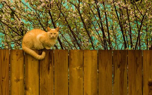 Дешевый забор своими руками 5 лучших вариантов. Дешевый забор своими руками 07